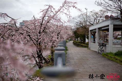 【日本追逐櫻花之旅】關西十天九夜賞櫻冒險之旅 三十三間堂的雨後賞櫻 賞櫻之旅 林小宏記錄工坊