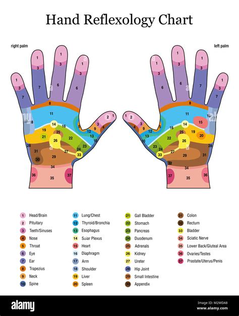 Acupressure Reflexology Chart With Precise Hand Ph