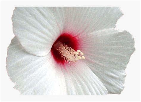 15 White Hibiscus Flower Png For Free Download On Ya Transparent Png