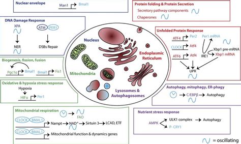 Circadian Oscillations In Intracellular Organelles Structure And Download Scientific Diagram