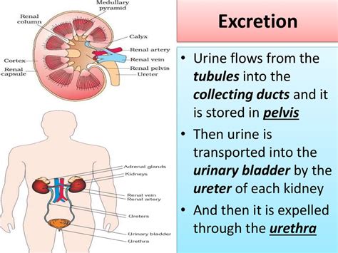 Excretory System Main Organs