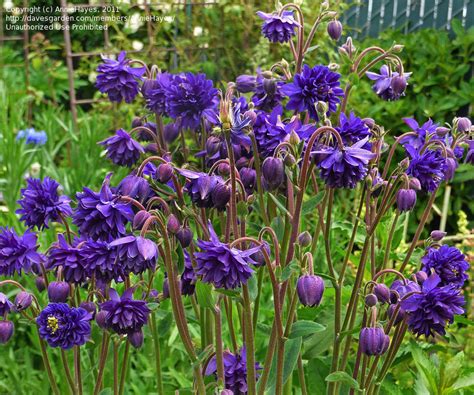 Plantfiles Pictures Aquilegia Clematis Flowered Columbine Blue Barlow Aquilegia Vulgaris