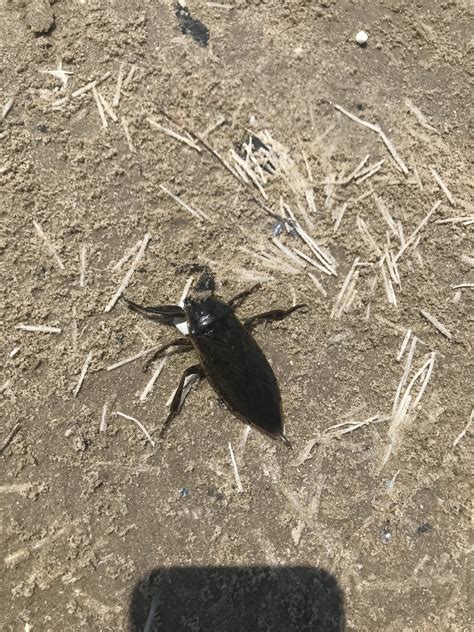 Lethocerus Medius From Gulf Of Mexico Tx Us On August At