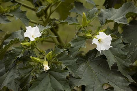 Thorn Apple Datura Stramonium Stock Image C0035605 Science