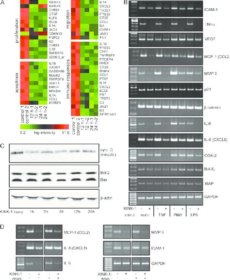 Differential Inhibition Of The Expression Of Nf B Dependent Gene