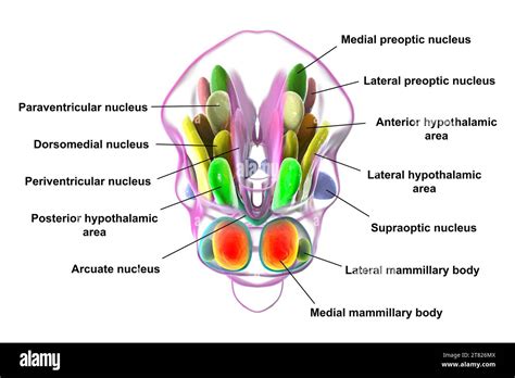 Hypothalamic Nuclei Illustration Stock Photo Alamy