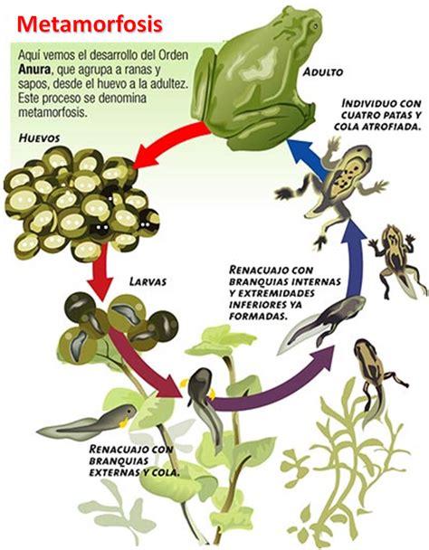 Anfibios ~ Con Ciencia