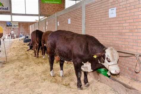 Feira De Agroneg Cios Exposol Feira Internacional