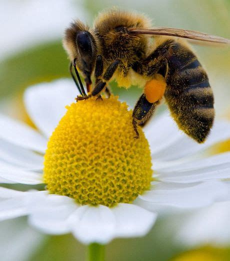 Voilà à quoi ressemblerait notre nourriture si les abeilles disparaissaient