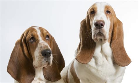 10 Incredible Basset Hound Facts Wiki Point