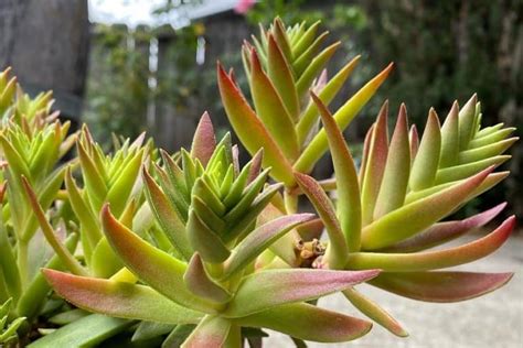 Crassula Sharks Tooth Characteristics And Care Succulent Alley