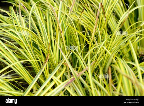 Acorus Gramineus Ogon Grass Grasses Yellow Lime Green Ornamental Grasses Foliage Leaves Plant