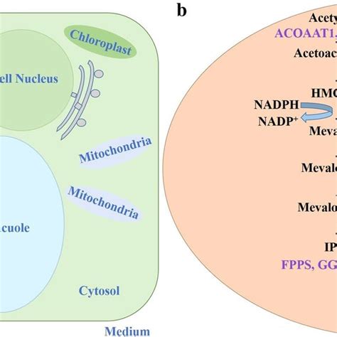 Biosynthesis Pathway For Limonene Production In Plants And The Yeast Y