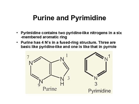 Chapter 28 Biomolecules Heterocycles And Nucleic Acids Based