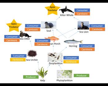 Sea Otter Keystone Species Powerpoint Animation by Sar i | TPT