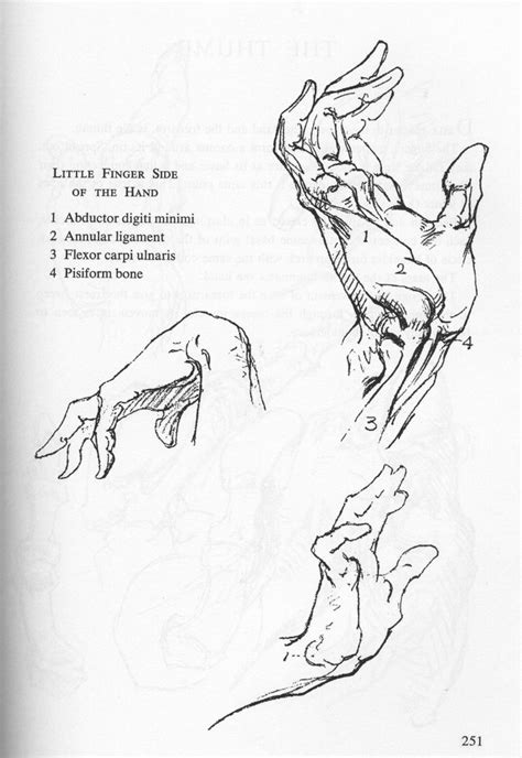 Pin By M Kelly Smith On Bridgman In 2024 Life Drawing Reference