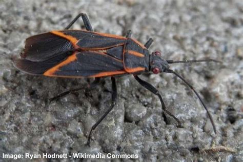 15 Red And Black Bugs Pictures Insect And Bug Identification