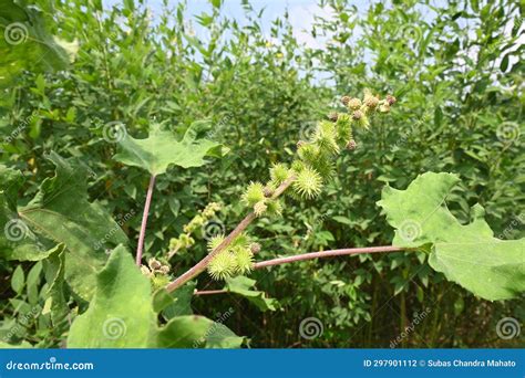 Xanthium Strumarium Stock Photo Image Of Outdoors 297901112