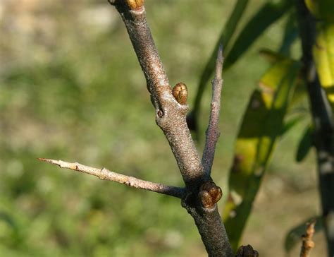 Seabuckthorn Sea Buckthorn Crop Image Berries