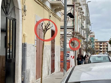 Quindici Molfetta Quello Scempio Degli Alberi Di Corso Fornari A