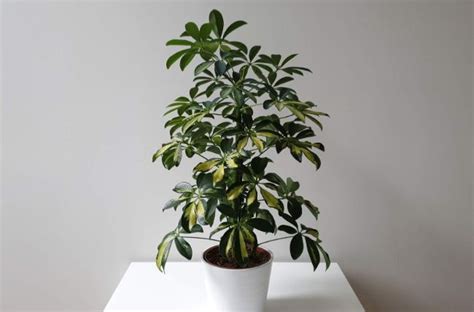 Umbrella Plant Propagation Guide With Pictures Smart Garden Guide