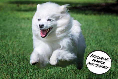 The American Eskimo Dog | Modern Dog magazine