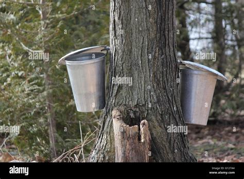 Metal Pails On Tree For Collecting Sap To Produce Maple Syrup Stock