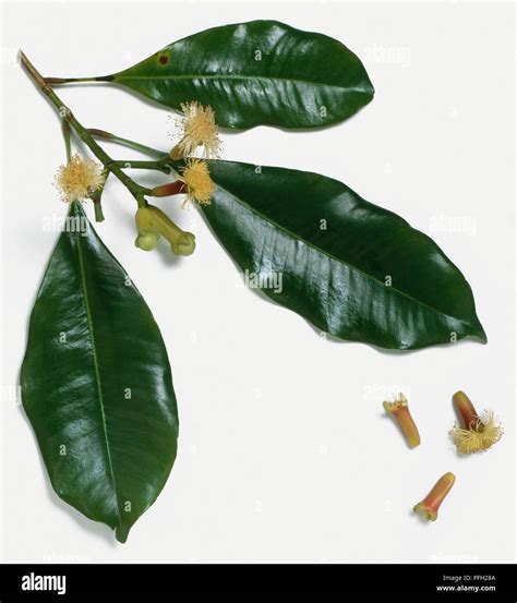 Syzygium Aromaticum Clove Leaves And Flower Buds Stock Photo Alamy