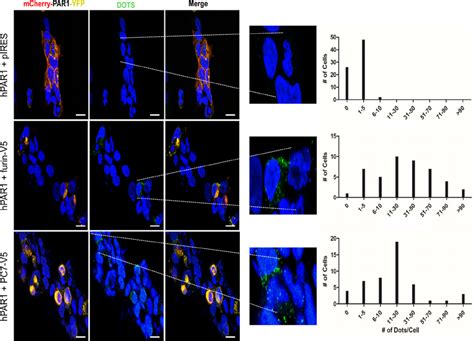 A Proximity Ligation Assay PLA Demonstrates The Interaction Of Furin