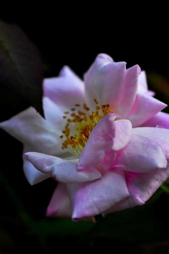 Whitish Pink Colored Rose Flower In A Garden With Green Leaves Stock