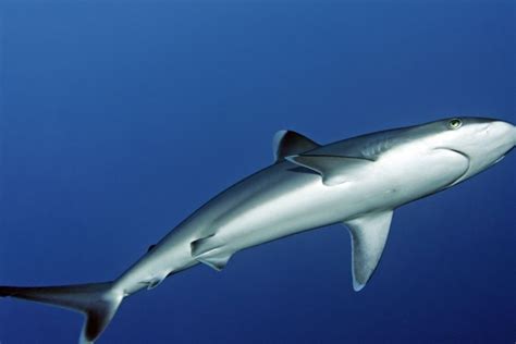 La R Union Alerte Aux Requins Dans Le Sud