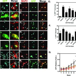 Pdf Cellular Selectivity Of Aav Serotypes For Gene Delivery In