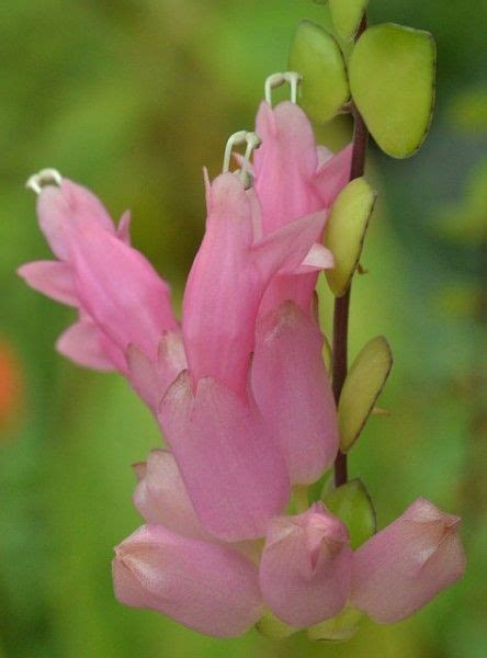 Plant Guide Plants Grasses Aeschynanthus Thai Pink Plant