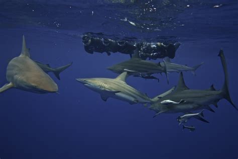 Snorkel With Sharks - Shark Cage Diving KZN - Durban Aliwal Shoal