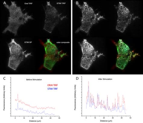 Multi Mode Imaging Of Stim Orai Relocalization Images In Each Panel