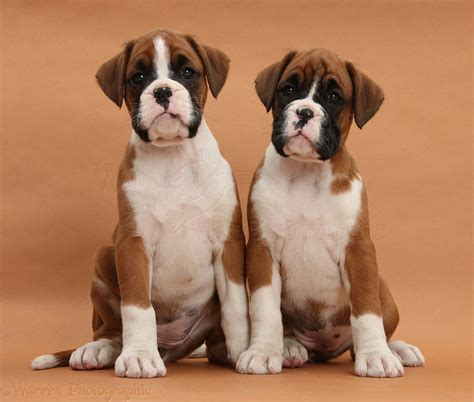 Dogs Boxer Puppies 7 Weeks Old On Brown Background Photo Wp38646