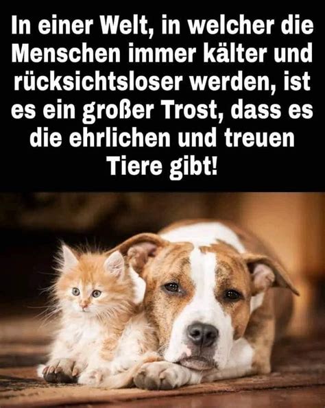 Pin Von Ronja Ronja Auf Tatsachen Spr Che Tierliebe Spr Che