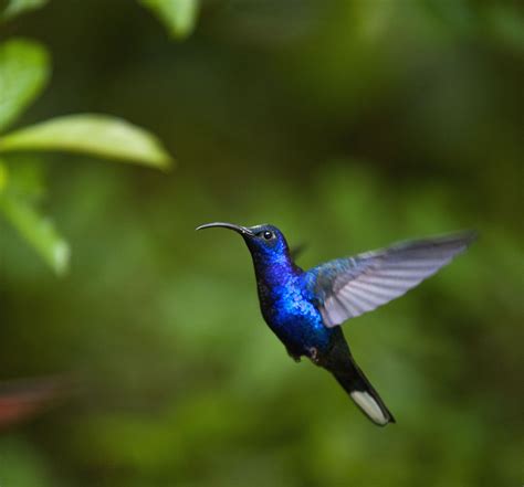 hummingbird blue Little Birds, Small Birds, Tiny Bird, Pretty Birds ...