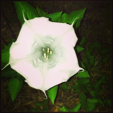 Moonflower Bloom : r/gardening