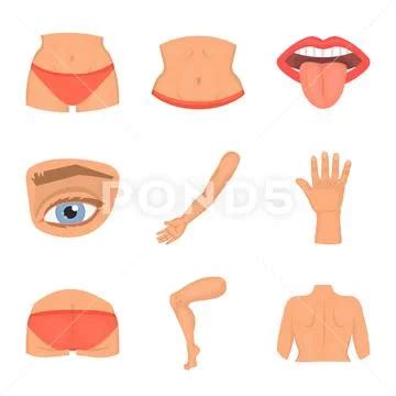 Isolated Object Of Body And Part Symbol Set Of Body And Anatomy Vector