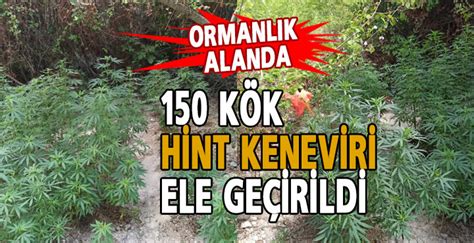 Ormanlık Alanda 150 Kök Hint Keneviri Ele Geçirildi haberi Hatayvatan