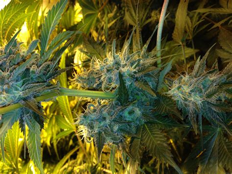 Jack Herer De Vision Seeds Info De Variedad