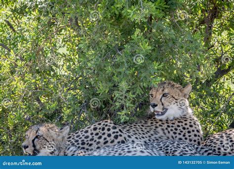 Cheetahs Laying In The Grass Under A Bush Stock Image Image Of