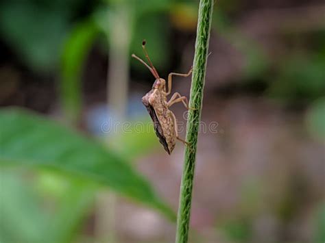 The Pentatomomorpha Comprise An Infraorder Of Insects In The True Bug