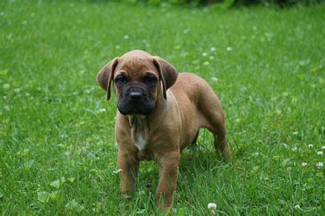 Presa Canario Puppy For Sale Fresno OH Male Bailey – AC Puppies LLC