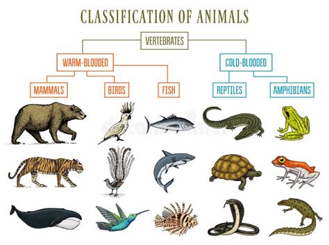 Insect Classification Stock Illustrations – 121 Insect Classification Stock Illustrations ...