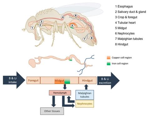 Ijms Free Full Text Drosophila Melanogaster As A Model Organism To