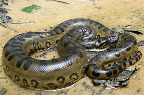 Serpentes características espécies reprodução alimentação