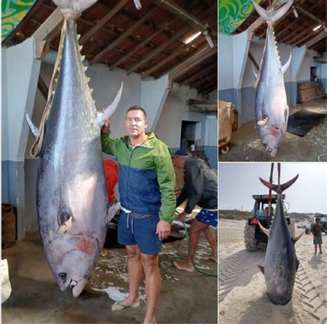 Atum De Grandes Dimens Es Pescado Na Praia Da Vieira C Fotos E V Deo