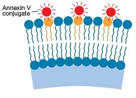 Annexin V Staining Thermo Fisher Scientific IN